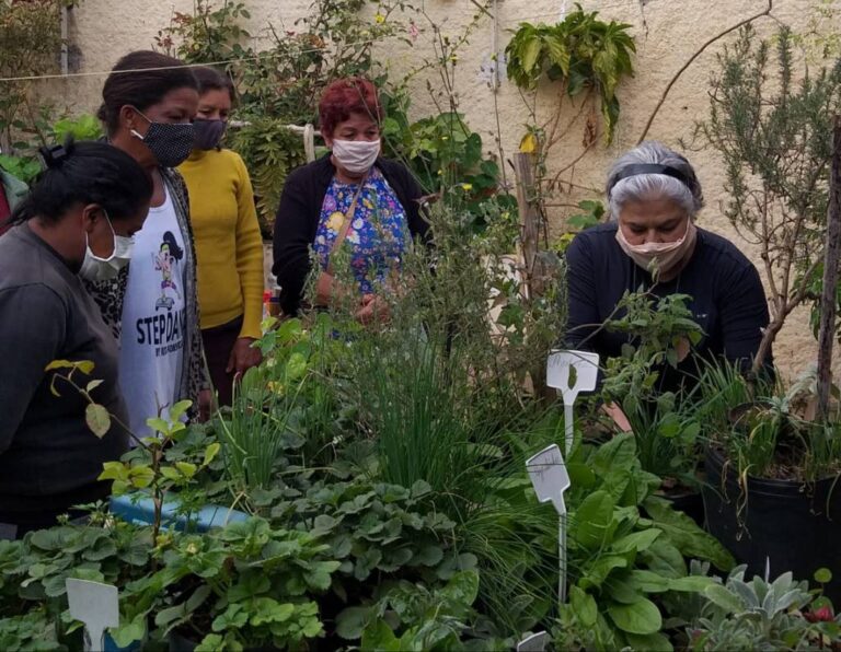 Moradores do Campo das Vertentes aprendem a cultivar hortaliças Pancs em vasos