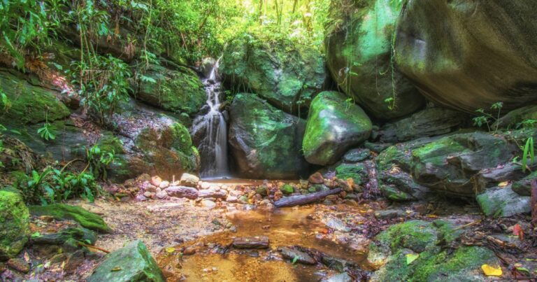 Floresta da Tijuca: curiosidades que você precisa saber