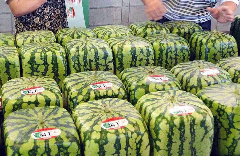 Square Watermelon @Dominique Fuerte / Pinterest.com