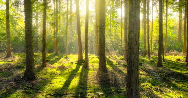 Brasil é liderança no mercado de créditos de carbono para reflorestamento e proteção de florestas