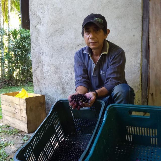 A alternativa ao açaí que pode ajudar a preservar a Mata Atlântica