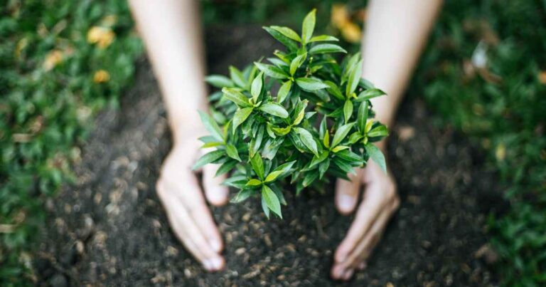 Green Your City transforma espaços urbanos em São Paulo