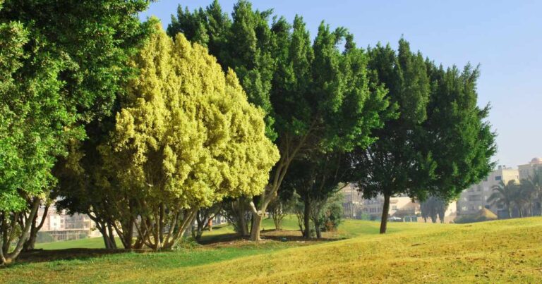 Resiliência ambiental: protegendo os recursos naturais nas cidades