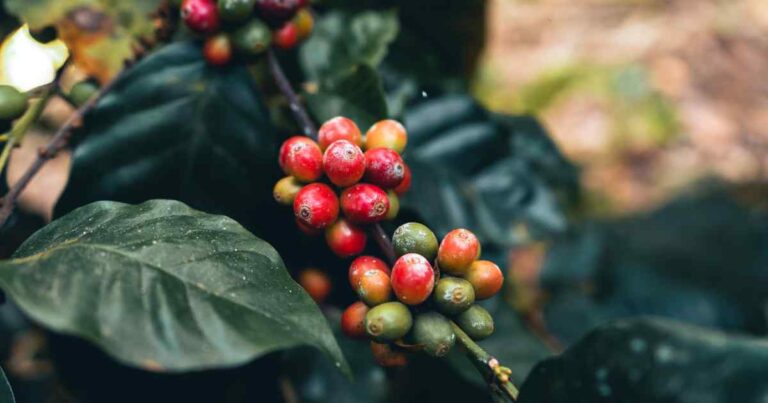 Bananal, em São Paulo, produz metade do café brasileiro