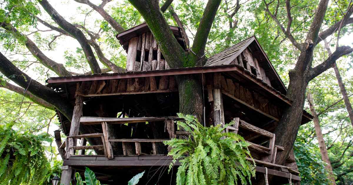 Pedreiro em Ribeirão Preto viveu em árvore após ficar sem casa e sem dinheiro para aluguel